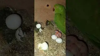 Parrot's Babies & Eggs 🥚🥚 #Parrotbaby #Parrotbreed #Parroteggs