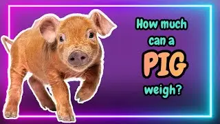 11 Interesting Facts about PIGS 🐖🐷🐽 (Fact Nr. 9 you didn't know) | Pigs Facts | Pig | Baby Pig