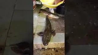 Sawal fish Narmada river M.P