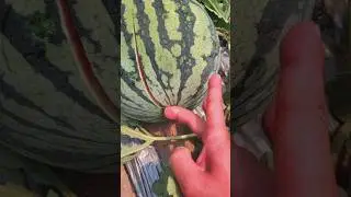 Decompression to open watermelon#satisfying
