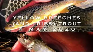 TROUT SLAM ON YELLOW BREECHES AND TRIBS!!