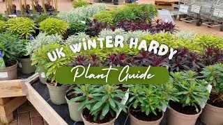 UK winter hardy evergreen plants, shrubs and trees for your garden, #garden #gardening #flowers