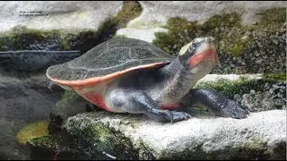La Tortue à ventre rouge est appelée la plus belle Tortue du Continent Australien