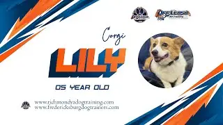 5 YO Corgi (Lily) || Best Dog Trainers in VA