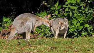Australian Mammals 13 - Red necked Wallaby
