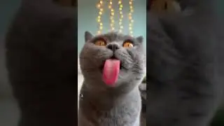 Sandpaper Kisses 👅🌵 Cat Tongue Spa 🍭🙀 #cat #cute #funnycats  #Ragdoll #BritishShorthair #OrangeCat