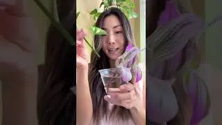 How to Grow Faster Roots #shorts #howto #hack #tips #propagation #pothos #plants
