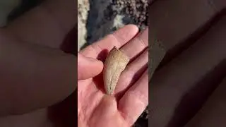 I found a dinosaur claw while fossil hunting in the bad lands