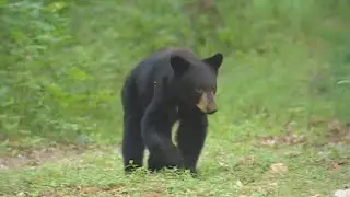 Branson bears