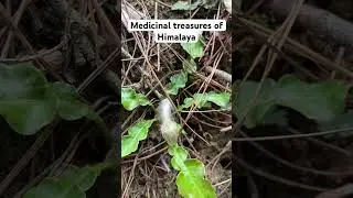 Medicinal treasures#himalayan#nature#mountains#forest#flowers#trending#youtubeshorts