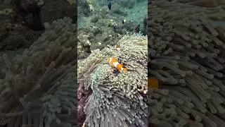 Nemo world Tulamben #nemo #nemos #clownfish #anemone #anemon  #divebali #uw #uwvideo #fm #nature