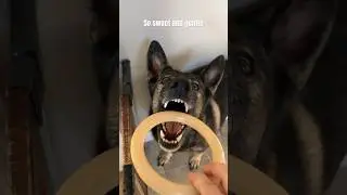 German Shepherd sulking when blocked out of family room #dog #doglover #gsd #germanshepherd