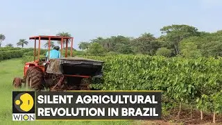 Brazil: Farmers shift from Alabaster plants, corn and soybean to produce cotton | Latest | WION