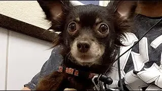 MOLLY THE DOG IS IN CRITICAL CARE 🚨🚨🚨