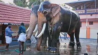 മംഗാലാംകുന്നിലെ അയ്യപ്പൻമാർ || Mangalamkunnu Ayyappan || Mangalamkunnu Sharan Ayyappan