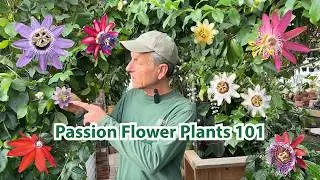 Growing Passion Flowers & Passion Fruit