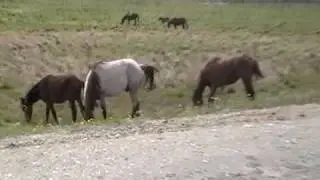 Wild Horses?