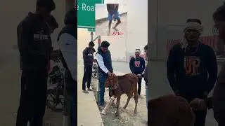 Gau seva hi manav dharm h #youtubeshorts #ytshorts #trending #viralvideo #gaumata