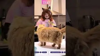 Blinx does not like Bobby