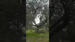 Como podar una encina