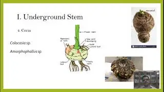 Stem 2: Types of stems