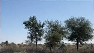 Desert Animal life style in Desert