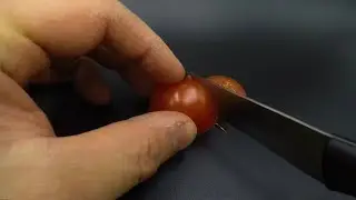 Growing tomato🍅plant🌱from tomato slice time lapse