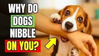 If Your Dog Nibbles on You, It Really Means THIS!