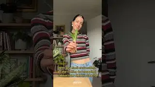 Hydro snake plant? Big yes! From dirt pup to water roots #snakeplant #propagation