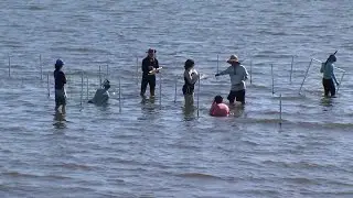 Brevard Zoo team celebrates seagrass milestone crucial to Indian River Lagoon