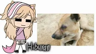 Hiburan | I like the view | Humans with dog :v | Read decs