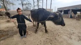 Buffalo calf care | Buffalo calf video | Chacha Bhatija