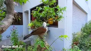 White-crested Laughingthrush, Singapore Wild Bird