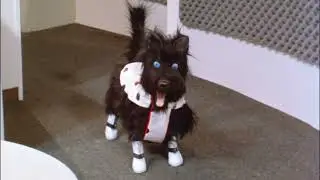 Hello, I'm Rags. Woof, woof, woof!