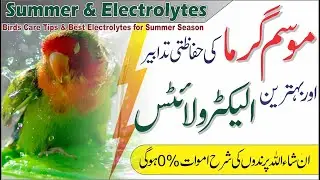 How to care Birds In Summer Season|Best & Cheap Electrolytes For Love Birds|Birds Summer Care Tips