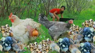 Women and Monkey  pick Chicken egg and Wild bird - Catching chickens for afternoon snack