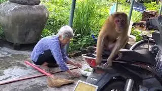 Monkey Ni sits leisurely eating seeds in the yard