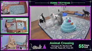Just Kitten Around - Relax while watching foster kittens sleep, play and grow up!