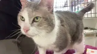 Nishi | Kirstie | Amira | Anna | Monet | Cholula | Berry Tinselbottom @ cat shelter