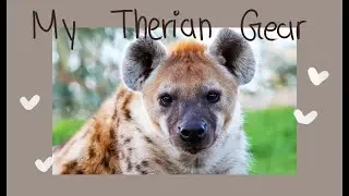 Therian Gear// Tails, Collars, Plushies and more...