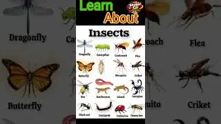 Learn Insect Names for Kids 🦋 Fun Educational Shorts #shorts #insects