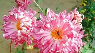 Good Morning Whatsapp Status🌸My Garden Flowers Status🌼|#shorts #flowers #edcooking #mygarden #1