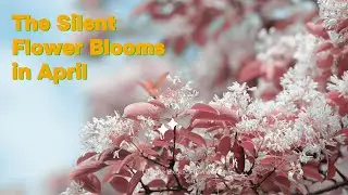 Fringe Tree &ndash; The Silent Bloom of April | A Hidden Beauty from China