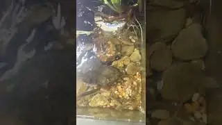 Feeding my darter fish dried shrimp 😱 #darterfish #nativetank #shrimp