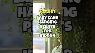 Best low maintenance hanging plants for indoor / Easy Care indoor hanging plants