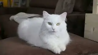 Nhạc thiết kế để thư gi&atilde;n, giam stress cho m&egrave;o va cho'. Music for Cats and dogs.