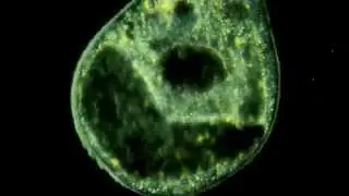 The Whirling Dervish 400X. Amazing Microscopic HD Video!