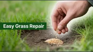 UK Lawn Repair: Revive Your Dead Grass Patches!