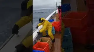 Two Giant Tuna Crash Onto a Boat, Seconds Of Wild Chaos #fishing #tuna #ocean
