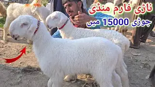 28 December 2025 ناڑی فارم منڈی مندرا مارکیٹ کا جائزہ لیں انتہائی مناسب ریٹ جانور رل رہے ہیں 